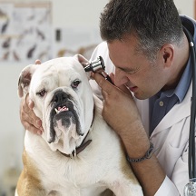 Veterinarian Examining Bulldog